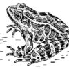 Clear Window Cling 6 inch x 4 inch Line Drawing Frog