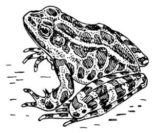 Clear Window Cling 6 inch x 4 inch Line Drawing Frog