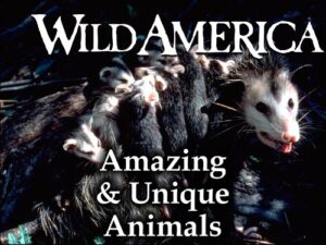 All-American Animals