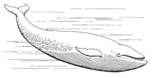 Pack of 4, 6 inch x 4 inch Gloss Stickers Line Drawing Blue Whale