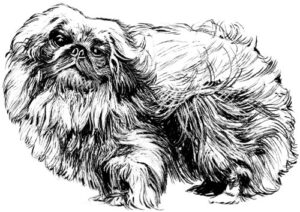 Clear Window Cling 6 inch x 4 inch Line Drawing Pekingese