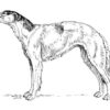 Clear Window Cling 6 inch x 4 inch Line Drawing Borzoi