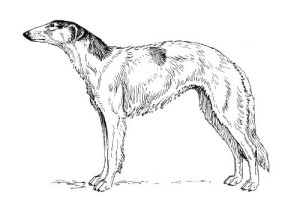 Clear Window Cling 6 inch x 4 inch Line Drawing Borzoi