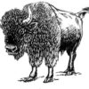 Pack of 4, 6 inch x 4 inch Gloss Stickers Line Drawing Bison