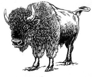 Pack of 4, 6 inch x 4 inch Gloss Stickers Line Drawing Bison