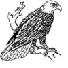 Clear Window Cling 6 inch x 4 inch Line Drawing Bald Eagle