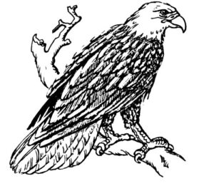 Clear Window Cling 6 inch x 4 inch Line Drawing Bald Eagle