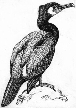 Pack of 4, 6 inch x 4 inch Gloss Stickers Line Drawing Cormorant