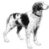 Pack of 4, 6 inch x 4 inch Gloss Stickers Line Drawing Brittany Spaniel