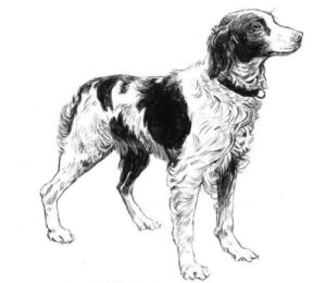 Pack of 4, 6 inch x 4 inch Gloss Stickers Line Drawing Brittany Spaniel