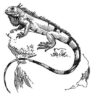 Pack of 4, 6 inch x 4 inch Gloss Stickers Line Drawing Iguana