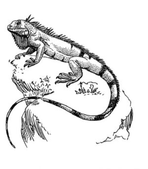 Pack of 4, 6 inch x 4 inch Gloss Stickers Line Drawing Iguana