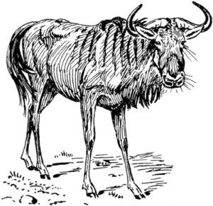 Pack of 4, 6 inch x 4 inch Gloss Stickers Line Drawing Gnu