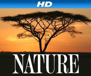 Jungle Eagle [HD]